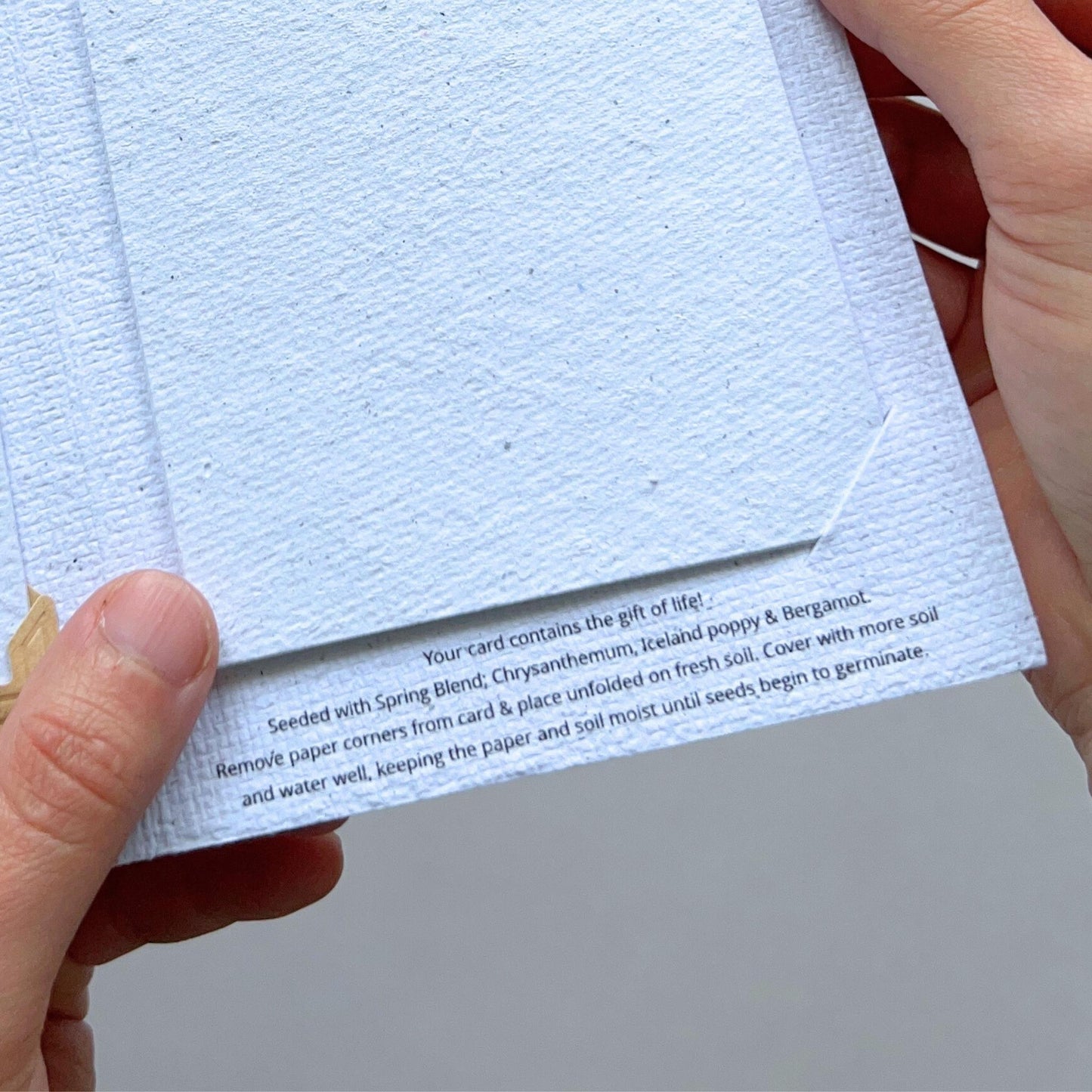 The Pohutukawa Flower Plantable and Reusable Greeting Card