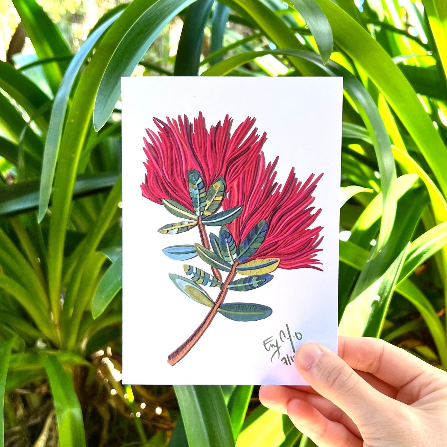 The Pohutukawa Flowers Reusable Greeting Card